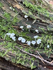 Pseudohydnum gelatinosum