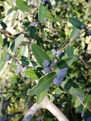 Phillyrea angustifolia