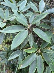 Rhododendron pseudochrysanthum