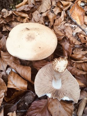 Hebeloma