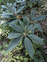 Rhododendron pseudochrysanthum