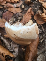 Hebeloma