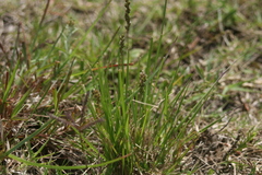 Chascolytrum subaristatum