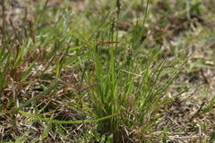 Chascolytrum subaristatum