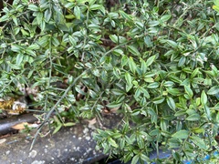 Prinsepia scandens