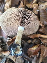 Hebeloma