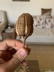 Aristolochia paecilantha