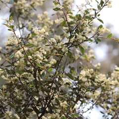 Pomaderris prunifolia