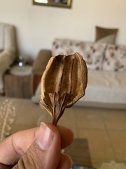 Aristolochia paecilantha