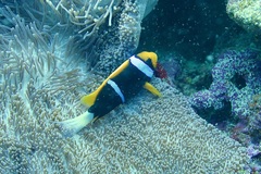 Amphiprion chrysopterus