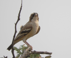 Plocepasser mahali mahali