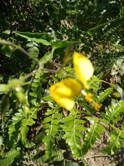 Aneilema aequinoctiale