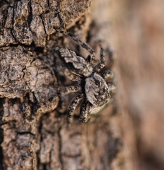 Platycryptus undatus