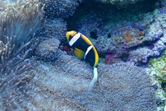 Amphiprion chrysopterus