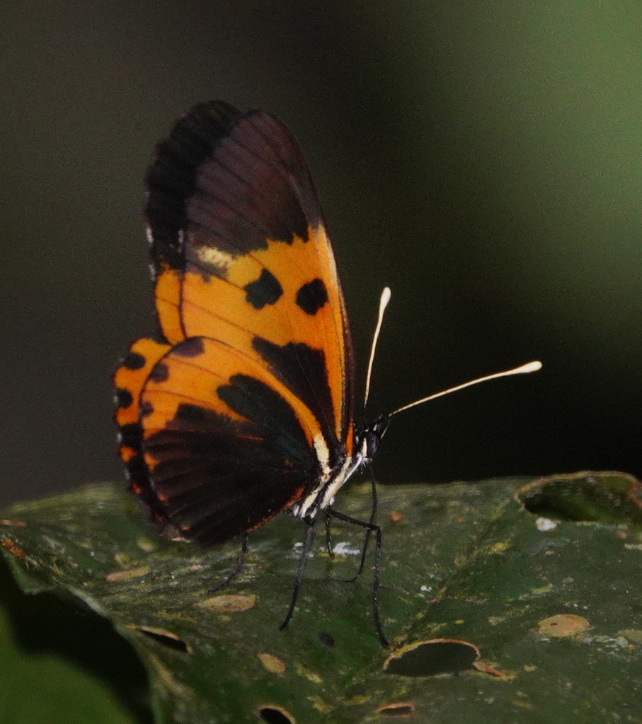 Eresia pelonia ithomiola