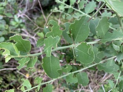 Gymnosporia nemorosa