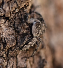 Platycryptus undatus