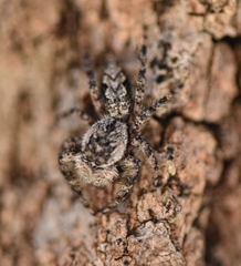 Platycryptus undatus