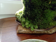 Marchantia polymorpha ruderalis