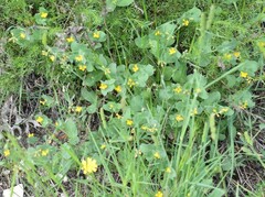Coronilla scorpioides