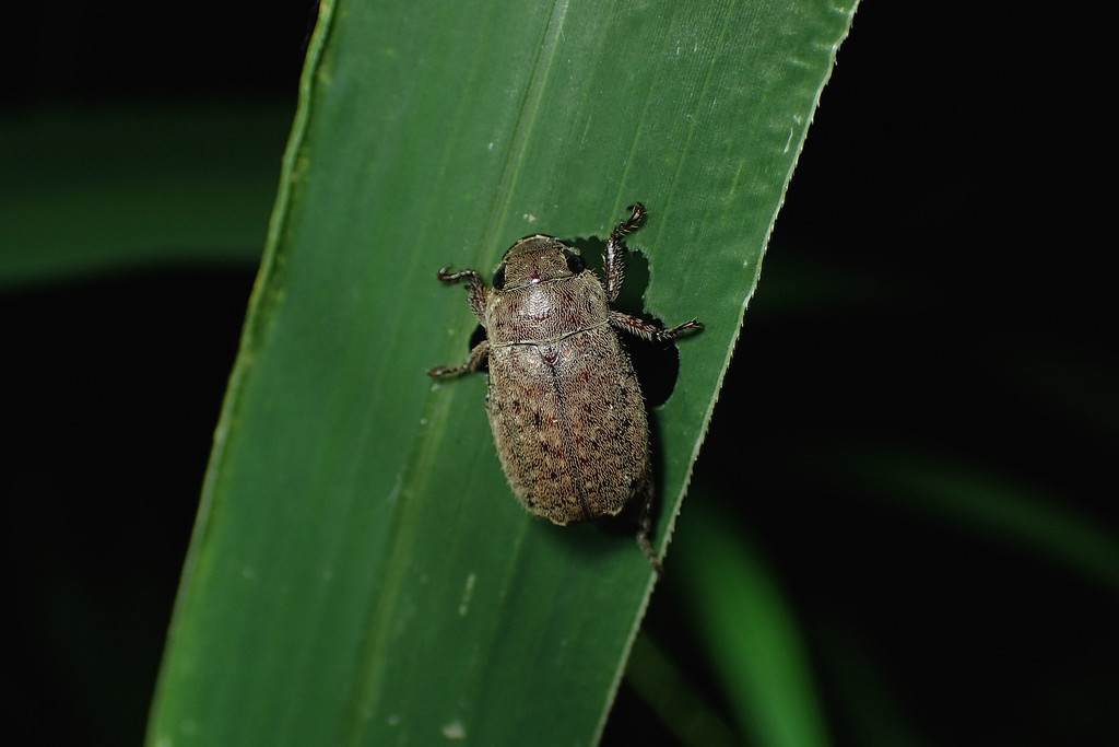 Chinese rose beetle from 香港米埔 on August 04, 2018 at 0918 PM by Jan Ho · iNaturalist