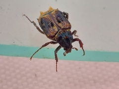 Dasyvalgus formosanus