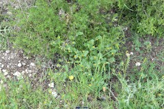 Dactylis glomerata hispanica