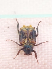 Dasyvalgus formosanus