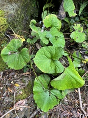 Ligularia kojimae