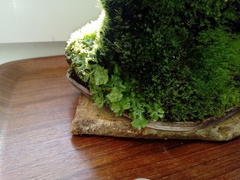 Marchantia polymorpha ruderalis