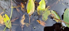 Potamogeton polygonifolius