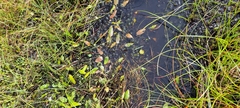 Potamogeton polygonifolius