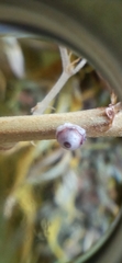 Insecta