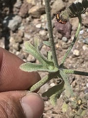 Homalocarpus