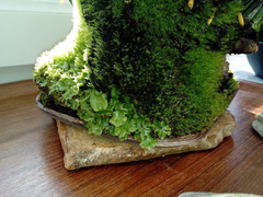 Marchantia polymorpha ruderalis