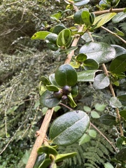 Ligustrum morrisonense