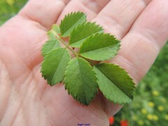 Rosa corymbifera