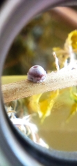 Insecta