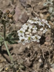 Homalocarpus