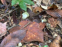 Sphenomorphus maculatus