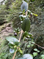 Ligustrum morrisonense