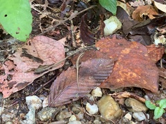 Sphenomorphus maculatus