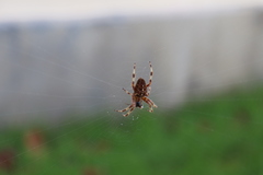 Araneus diadematus