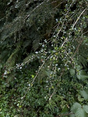 Ligustrum morrisonense