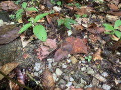 Sphenomorphus maculatus