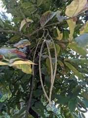 Holarrhena pubescens