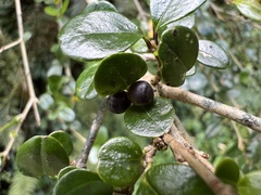 Ligustrum morrisonense