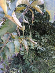 Holarrhena pubescens