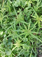 Cyperus albostriatus