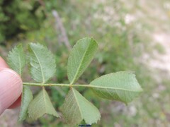 Rosa micrantha
